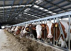 Рост производства молока в сельхозпредприятиях продолжается Рост производства молока в сельхозпредприятиях продолжается